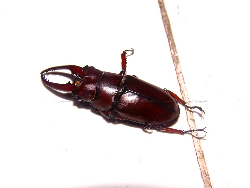 ด้วงคีมแดง Prosopocoilus astacoides poultoni
