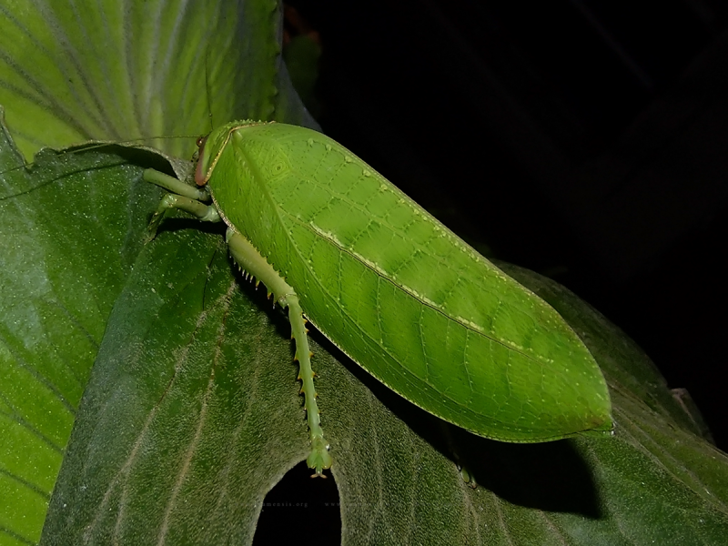 ตั๊กแตนใบไม้เทียมยักษ์ Pseudophyllus titan เป็นตั๊กแตนที่ไม่ได้อยู่ในอันดับ Phasmatodea เหมือนชนิดอื่นๆที่กล่าวมา แต่ก็ทำให้หลายๆคนเข้าใจผิดว่าเป็นตั๊กแตนใบไม้อยู่บ่อยครั้ง