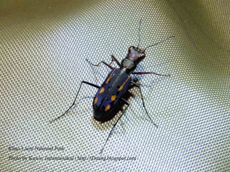Calochroa sp. cf. tritoma