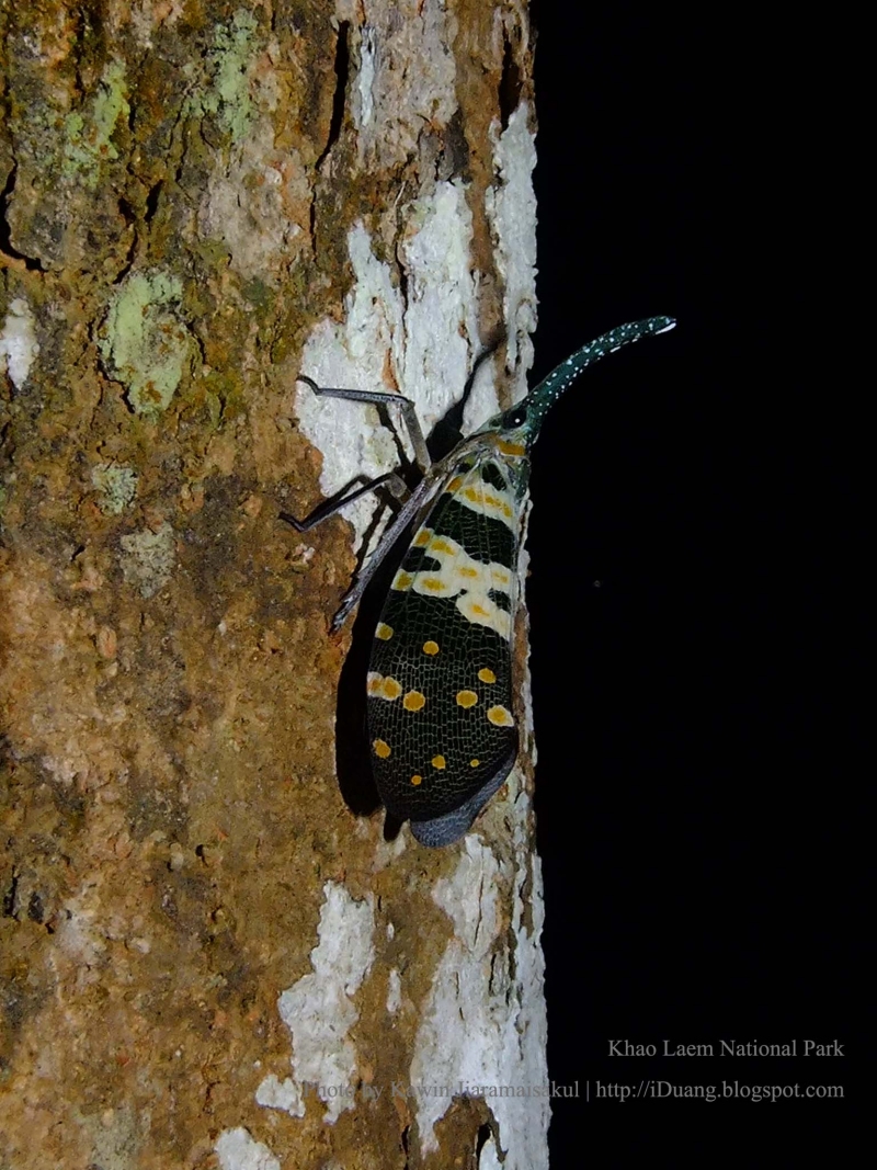 Pyrops viridirostris ?