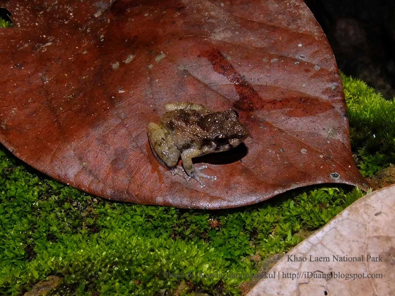 กบตะนาวศรี Tenaserim froglets