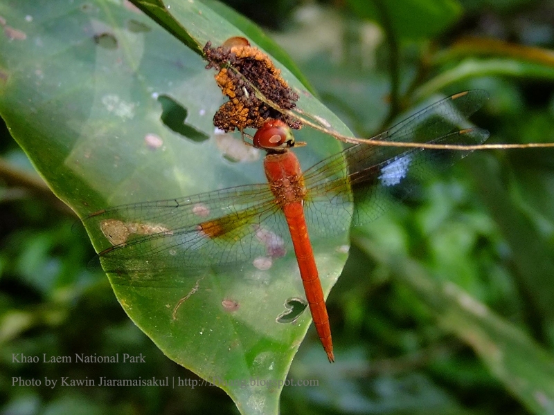 แมลงปอบ้านจุดสีน้ำตาลขาว Tholymis tillarga