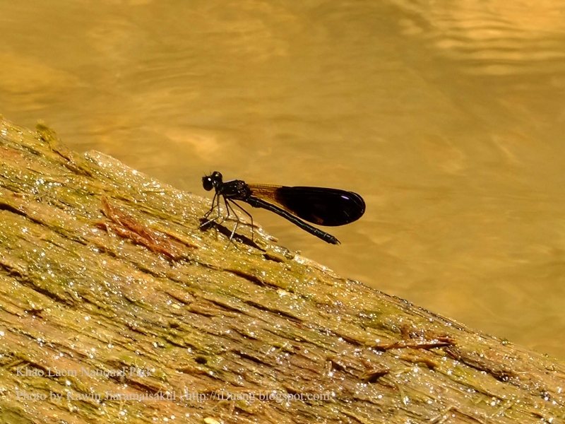 แมลงปอเข็มน้ำตกสั้นผู้ดำ Aristocypha fenestrella