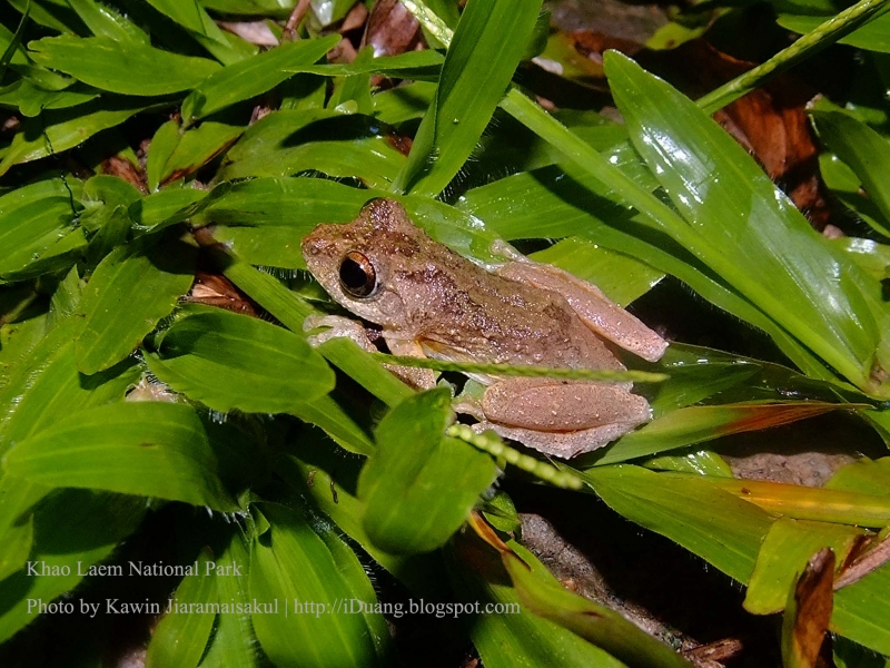 ปาดลายเลอะเหนือ Aquixalus verrucosus