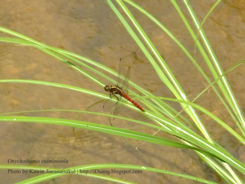 แมลงปอบ้านบนสีอิฐ Onychothemis culminicola