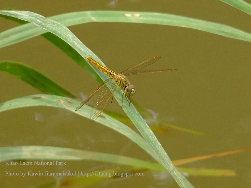 แมลงปอบ้านปีกเปื้อนส้ม Brachythemis contaminata