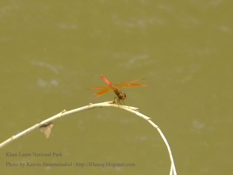 แมลงปอบ้านปีกเปื้อนส้ม Brachythemis contaminata