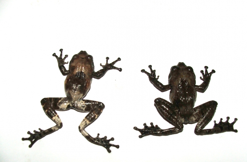 ปาดตะปุ่มเล็ก(Theloderma asperum)