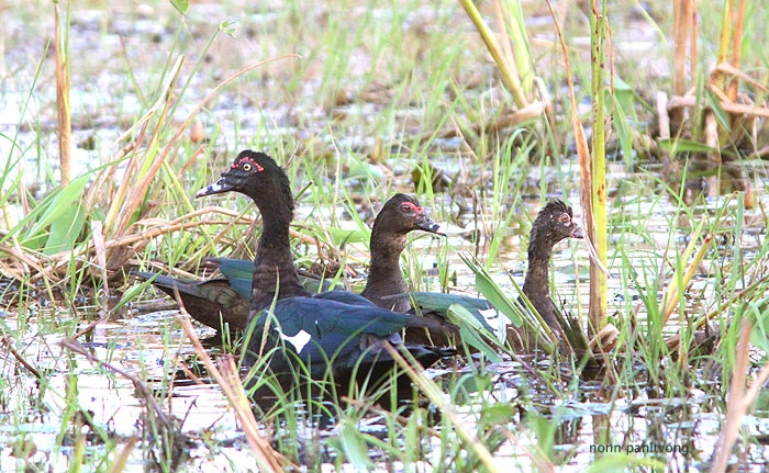 Muscovy Duck (Cairina moschata) เป็นต้นสายของเป็ดเทศ