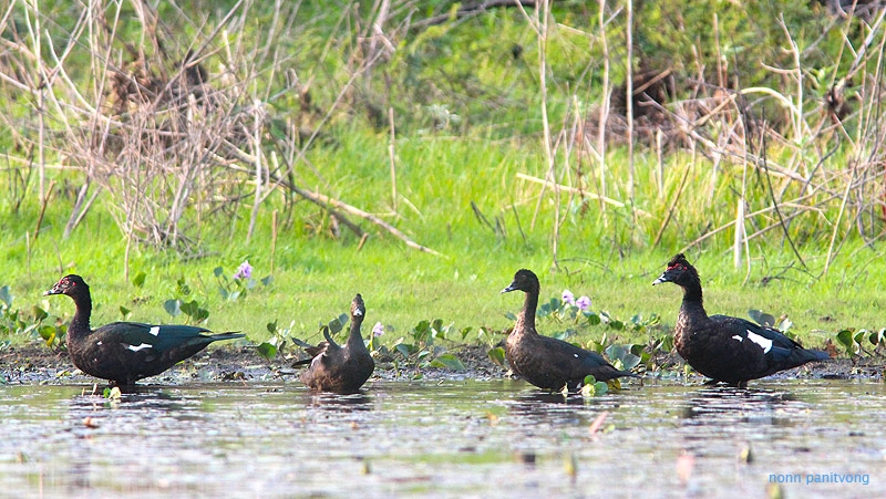 duck_muscovy1.jpg