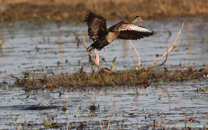 Black-bellied Whistling Duck (Dendrocygna autumnalis) 