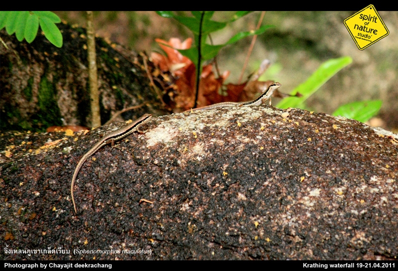 จิ้งเหลนภูเขาเกล็ดเรียบ Sphenomorphus maculatus