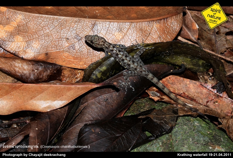 จิ้งจกนิ้วยาวจันทบูรณ์ Cnemaspis chanthaburiensis