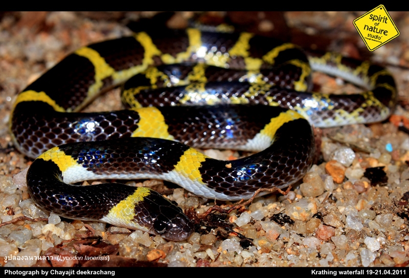 งูปล้องฉนวนลาว Lycodon laoensis