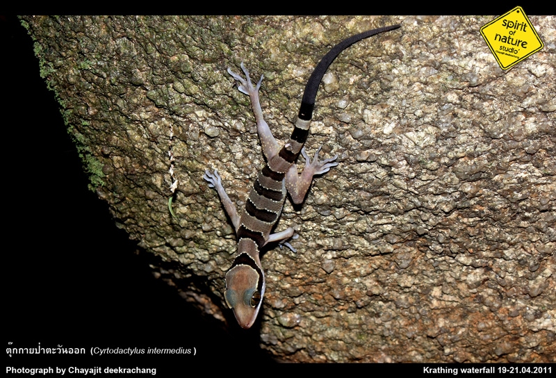 ตุ๊กกายป่าตะวันออก Cyrtodactylus intermedius