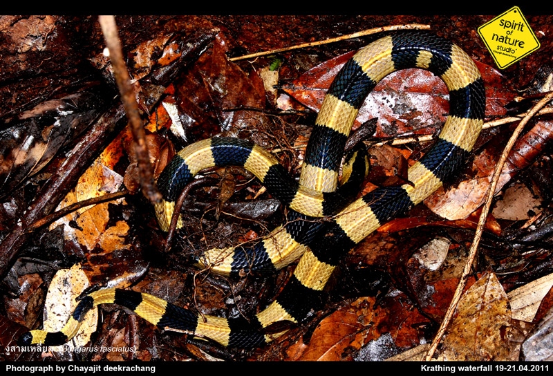 งูสามเหลี่ยม Bungarus fasciatus