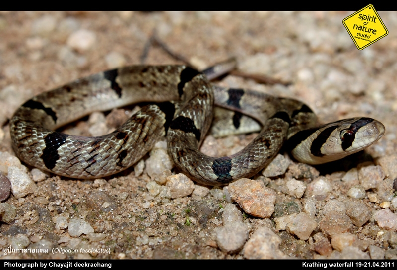 งูปี่แก้วลายแต้ม Oligodon fasciolatus