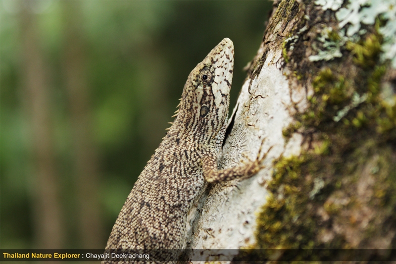 กิ้งก่าเขาสูง Pseudocalotes microlepis9.jpg