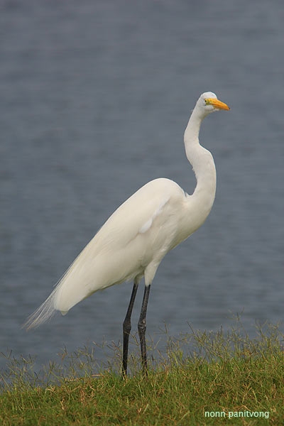 Great Egret (Ardea alba) 