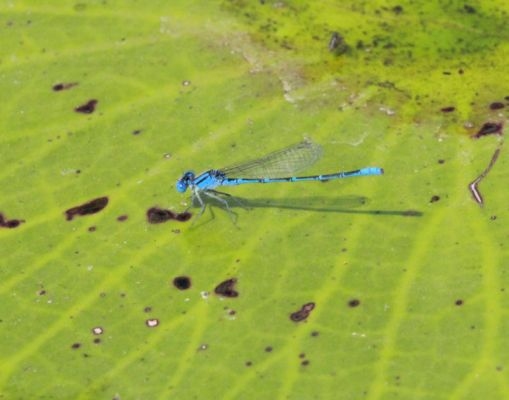 และแล้วเราก็เห็นแมลงปอเข็มสีฟ้าๆ เยอะแยะตัวนึง