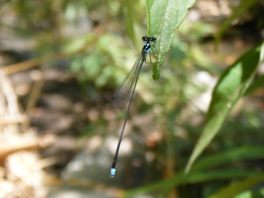 แมลงปอเข็มท้องยาวฟ้าสองขีด Coeliccia didyma