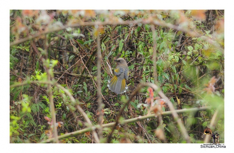 elliots-laughingthrush.jpg