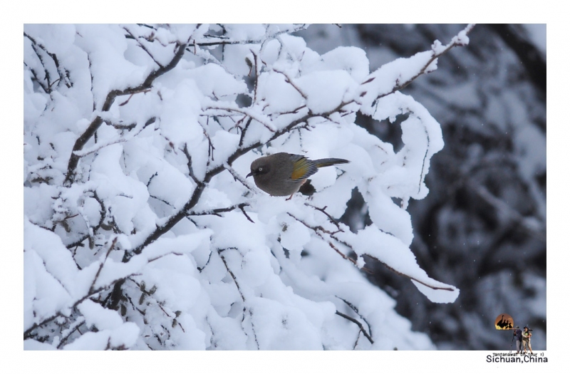 elliots-laughingthrush_1.jpg