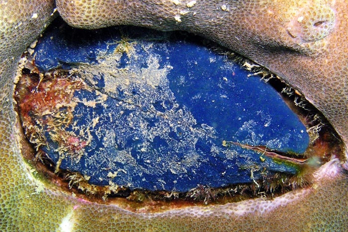 ฟองน้ำเคลือบบางสีน้ำเงิน Terpios granulosa มักพบเกาะบนเปลือกหอยสองฝา