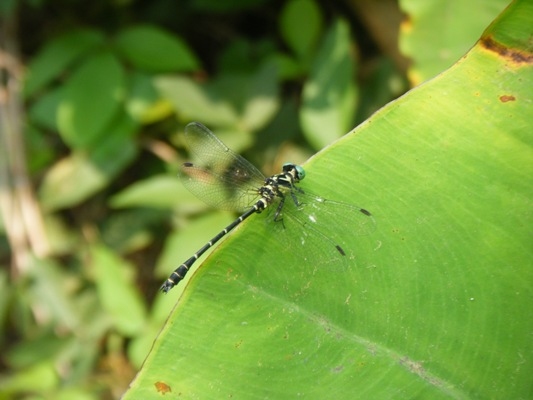 แมลงปอเสือน้อยปักษ์ใต้ Microgomphus chelifer