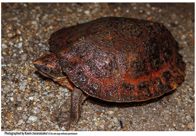 Notochelys platynota