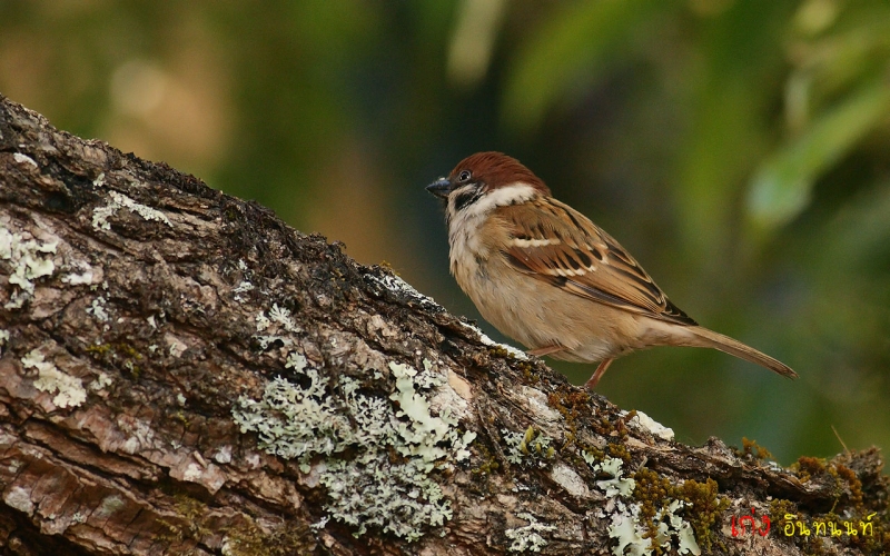 eurasian-tree-sparrow19.jpg