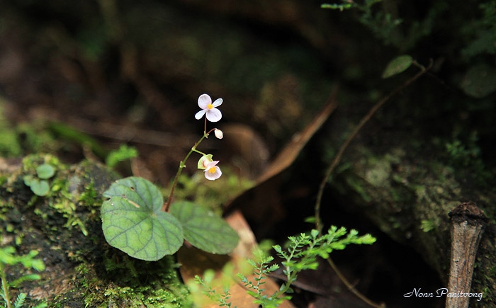 ส้มกุ้ง Begonia sp. น่ารักมาก