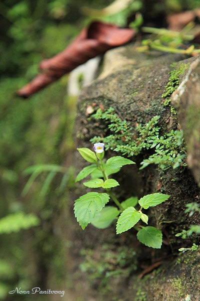 แววมยุราป่า Torenia sp. 