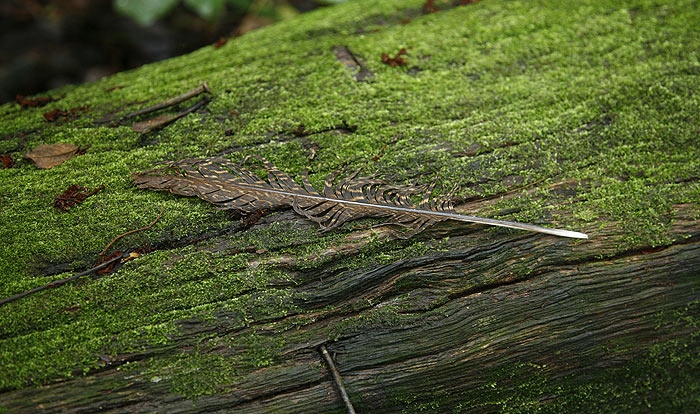 ขนนกตกริมทาง ขนาดสักคืบกว่า นกอะไรครับ?  