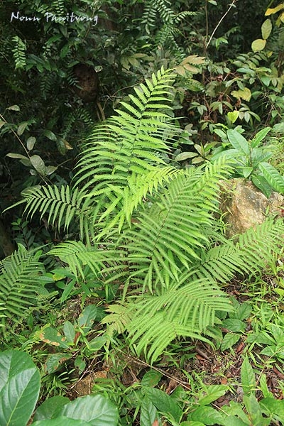 fern1.jpg