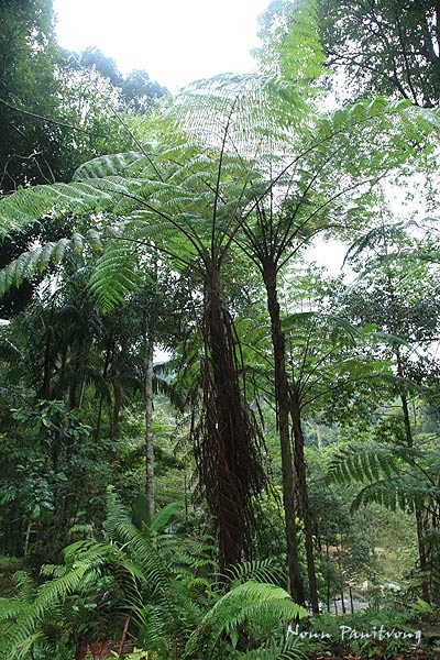 fern5.jpg