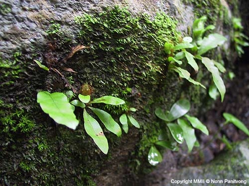 เฟิร์นที่พบเกาะอยู่บนก้อนหิน