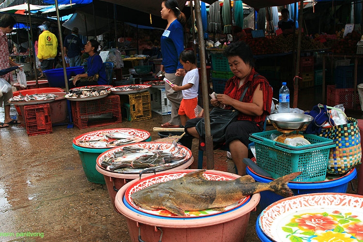 ปลาขนาดใหญ่จากแม่น้ำโขงในตลาดจังหวัดบึงกาฬ