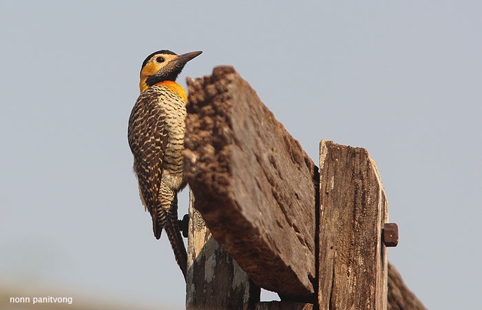 Campo Flicker (Colaptes campestris) 