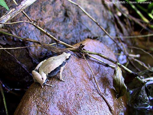เขียดข้างดำ Microhyla heymonsi