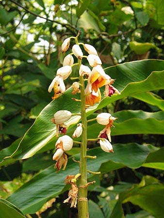 ดอกของพืชตระกูลขิงข่าในสกุล Alpinia