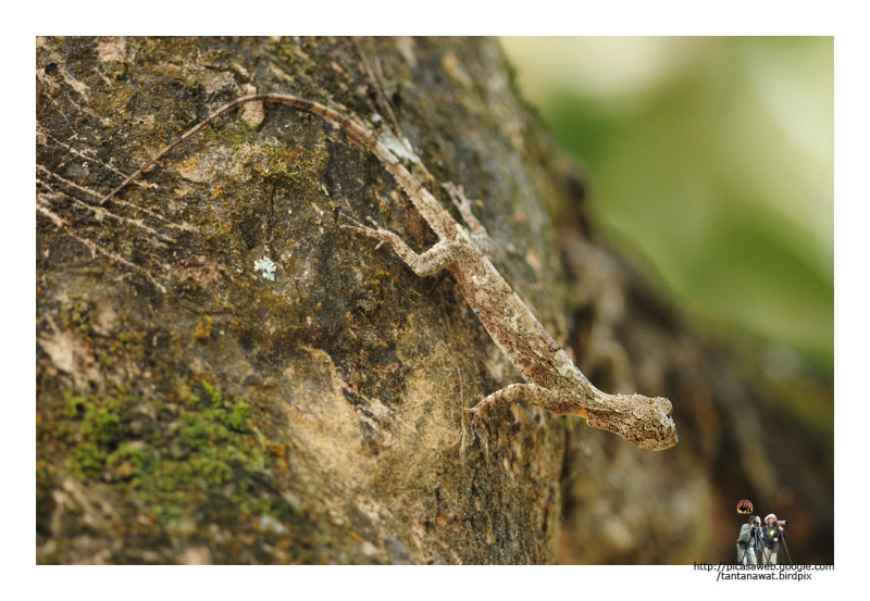 flying-lizard