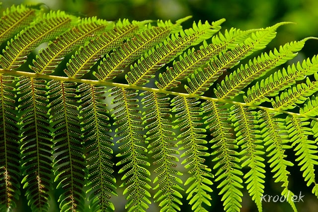 ลวดลายการเรียงตัวของกลุ่มอับสปอร์ เฟินมหาสะดำ Cyathea borneensis