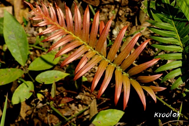 หัสแดง Blechnum orientale