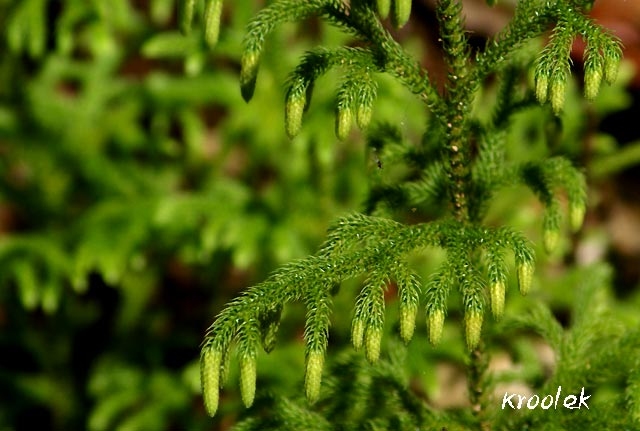 สามร้อยยอด(พืชที่เป็นญาติเฟิน) Lycopodium cernuum