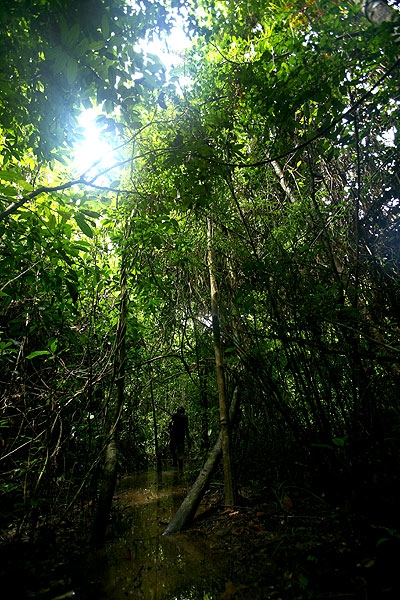 forest2.jpg