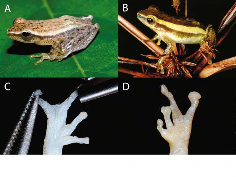 Fig. 2. A,C holotype of Chiromantis marginis; B,D Chiromantis vittatus from Phnom Samkos, Pursat Province, Cambodia (Photo by Jeremy Holden);