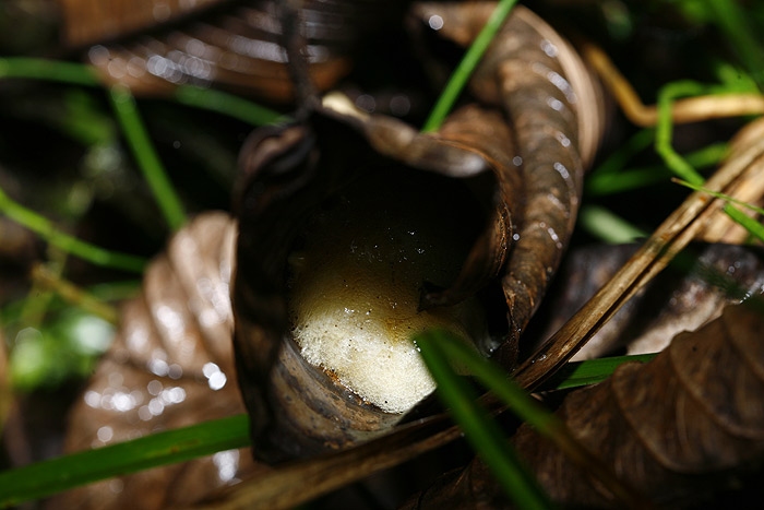 ฟองไข่อะไรอยู่ในกรวยใบไม้แห้งห่างน้ำ 