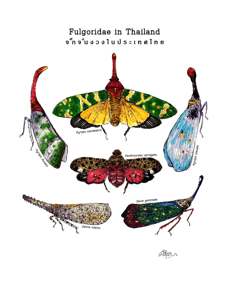 fulgoridae-in-thailand-lowres.jpg