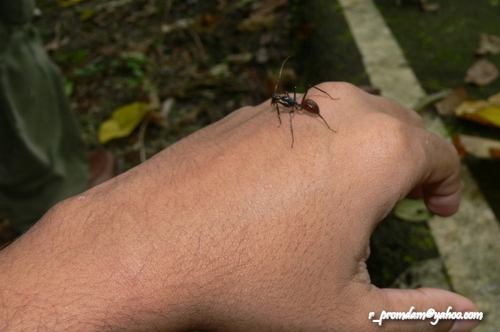 เทียบกับมือ